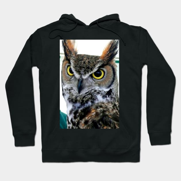 Great Horned Owl Bird Of Prey Hoodie by Andy Evans Photos